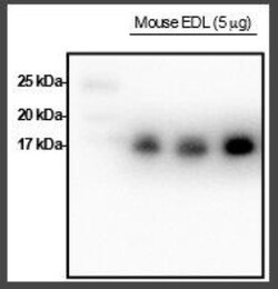 MRCL3, p Ser19, p Ser20 Antibody, Novus Biologicals 0.05mg; Unlabeled:Anticorps,